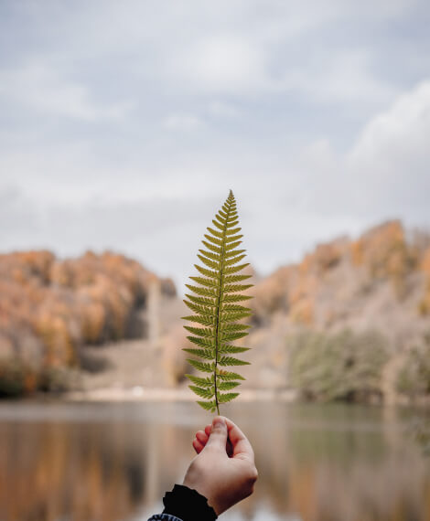 A fern leaf showing the gentle effects that nature has on healing.